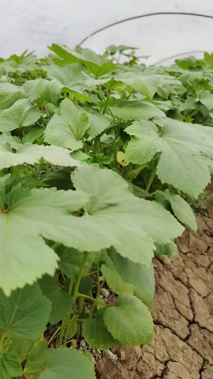 بذور بانيه درجة أوله لهلوبه فرنسيه المكان بابل الجبله الرشايد ***********

