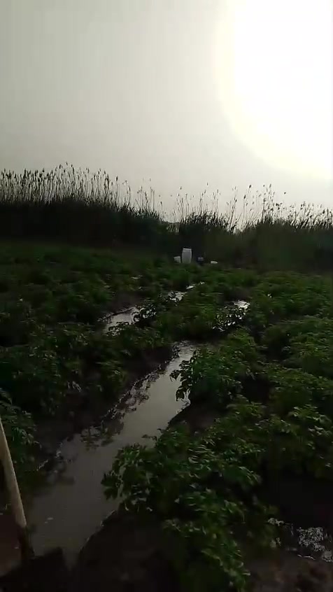 ارض زراعئه 60 دونم بغداد لمحموديه يوسفيه  سند 25
اراضي جاهزه ماء وكهرباء  طابو  زراعي للاستفسار *********** ملاحضه يوجد لدينا منازل وقطع ارضي ايضن بسعر مختلفه ***********
