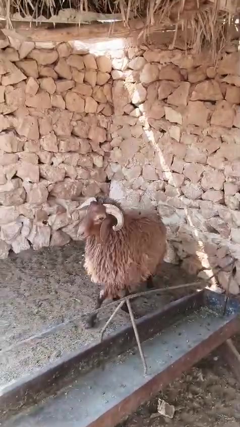 متاح طلي خشنه فول شكه طويله وسمن قفلةلحم وشحم مربوطة عله شعير فحل فول شتريد برهم فحل كصابه كلشي برهم شرط نصاح سعر خاص مكان بروانه سنجك يوجد توصيل حسب لاتفاق ***********
