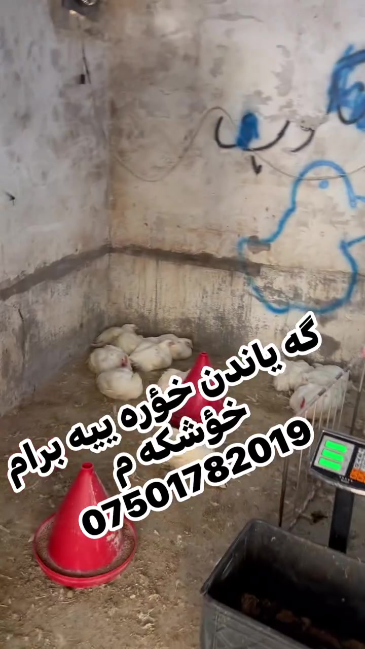 ئا ئه وه يه نموونه ريك بؤ ناو مه نجه ل به زه مان به شه رت به دلت نه بوو قه ت ليمان مه كره وه له بازار كه متر رنبوو  مريشكه كه به هـه د يه بؤ بؤخؤت 
به ريزم گه ياندن خؤراييه ***********
مريشك فرؤشى به ريز  رانيه ته نيشت مه لبندى  ٢٤ رابه رين
