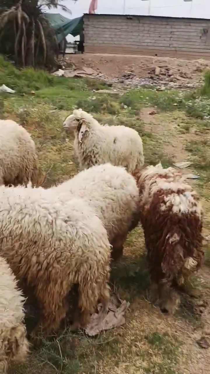 طليان درجه اولى • كصابع • يم سيطره البوابه