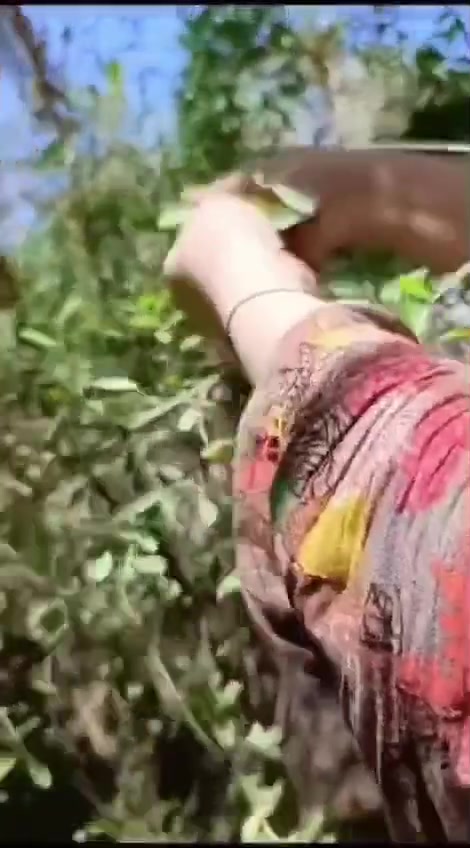حنة اصلية • كيلو