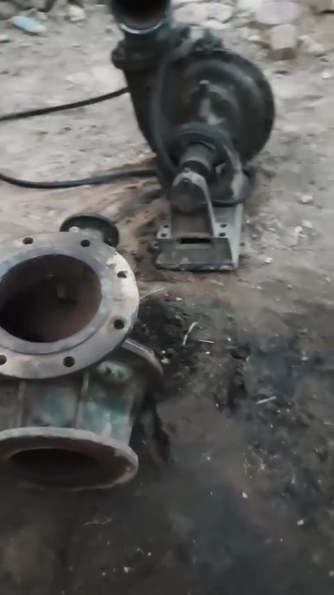 خنازير • هندوري • ديوانية الحمزية