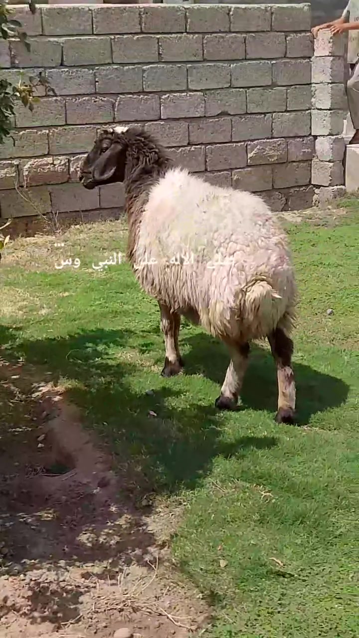 السلام عليكم نعحه خشانه فول سمينه فول مربوطه على طحين صبه مال لحم سنه حيل نضيف ثالث رابع شرط          شرط النصاحه المكان صلاح الدين الشرقاط قرية الحوريه مقابيل السايلو للستفسار اكثر اتصل على رقم ***********
