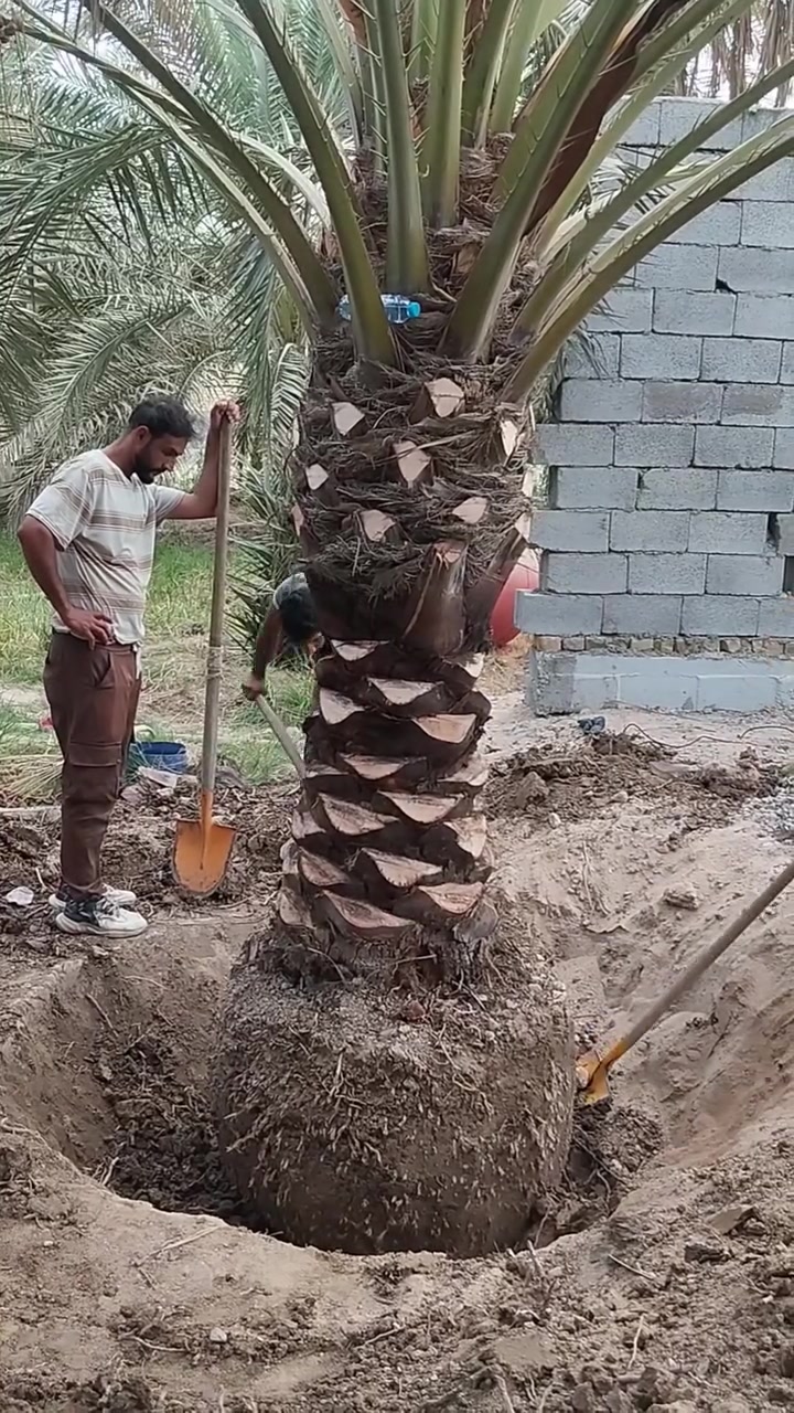 تجهيز تمر البرحي • البصرة أبي الخصيب • ابو امير