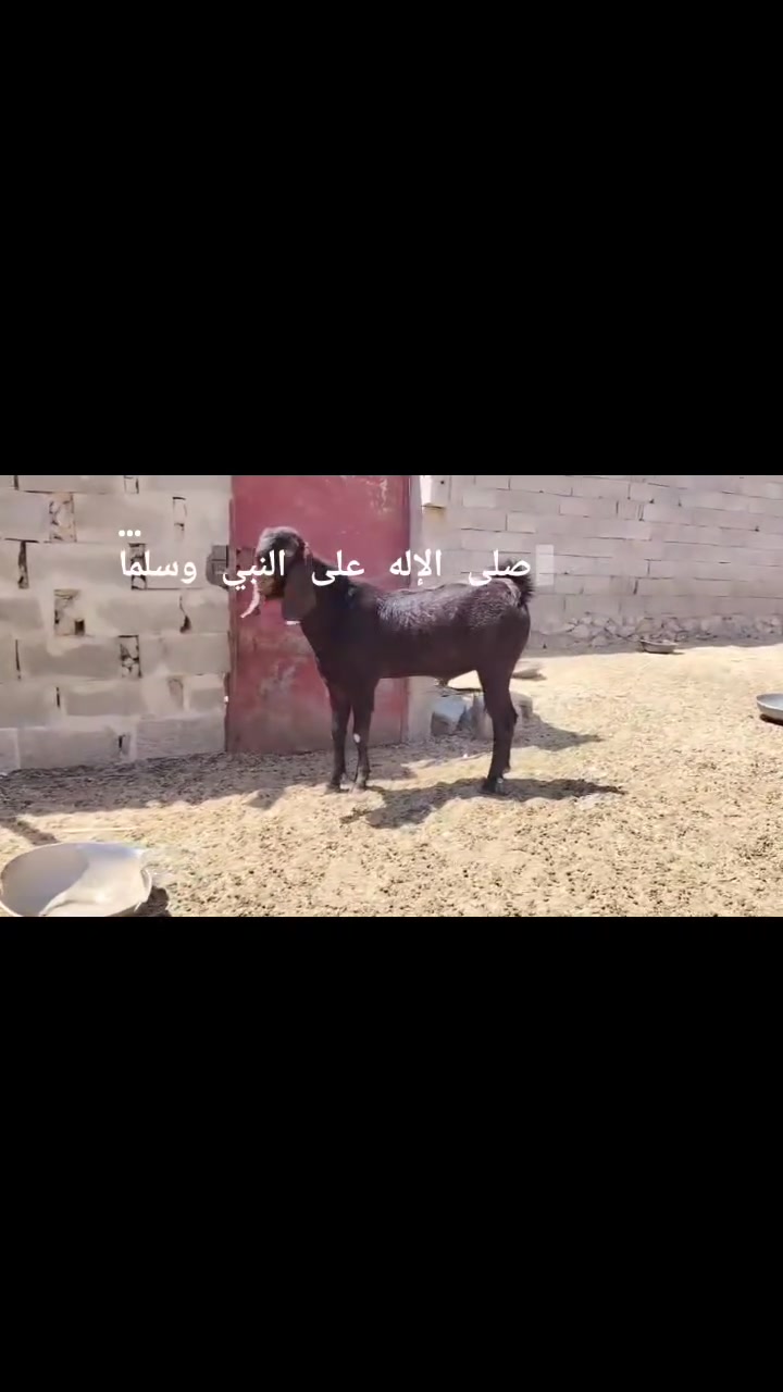 🧿وينه اليريد يبزر حلاله🧿🧿وينه اليدور واحد عراق🧿
🧿فحل سوري اصل وفصل 💯خط اول 🧿درجة أولى 💯
🧿رقم واحد بدون نقاش🧿 اليعرف قيمته ينتصل🧿👌 
🧿اذان طوال وقجام🧿بعد شيدورون الجنايه رقم1 ✋
💪اخوان رجان المو شراي لا ينتصل حلال نادر هذا 🧿
    ❤️*********** ❤️   💪بي واتساب ☝☝ 💪
