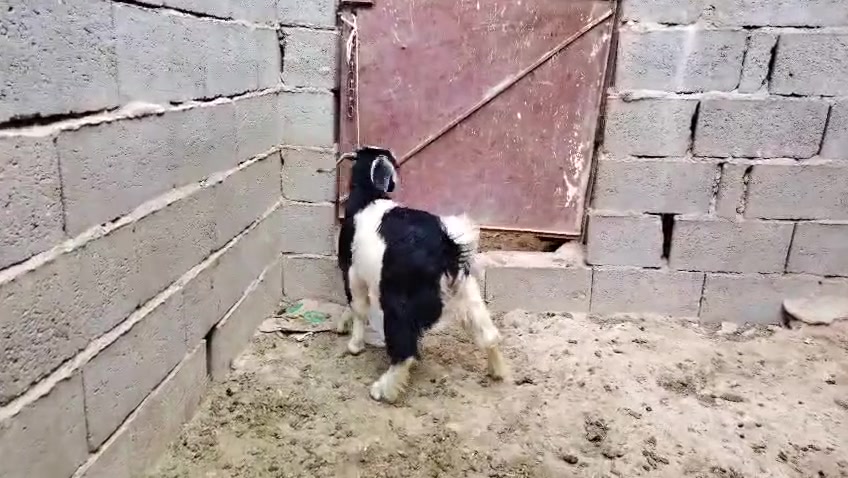 جدي • سمين • حديثه