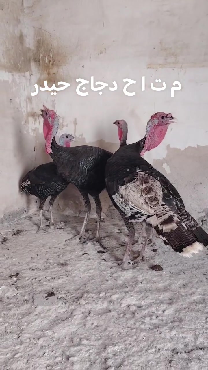 شراي • بلدروز • توصيل