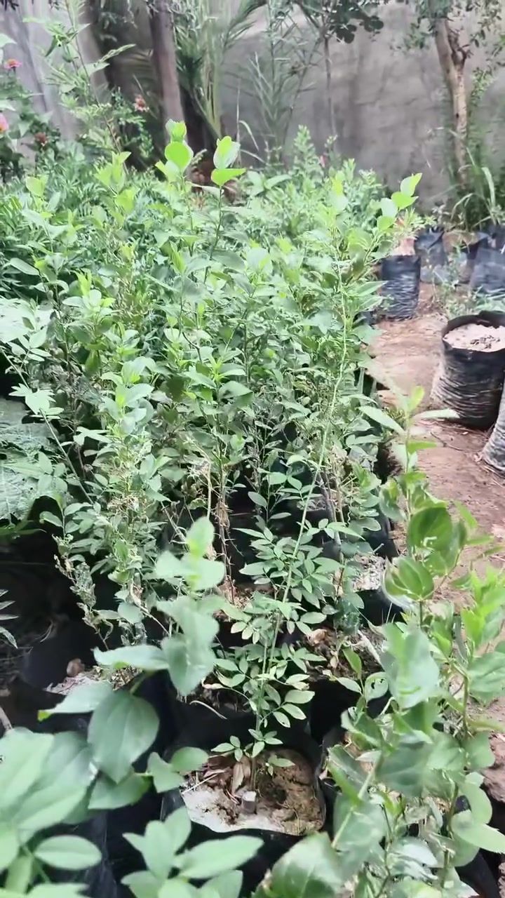 شلات سدر للبيع واحد ٢٠٠٠ و ثلاثه ٥٠٠٠ الطول نص متر او اقل دفعهن خير من الله  تواصل اتصال على   
*********** واتساب فايبر تلكرام
*********** واتساب فايبر تلكرام
