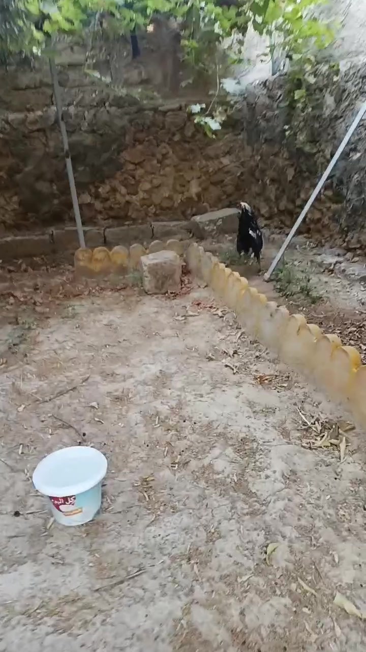 ديك بوتاني