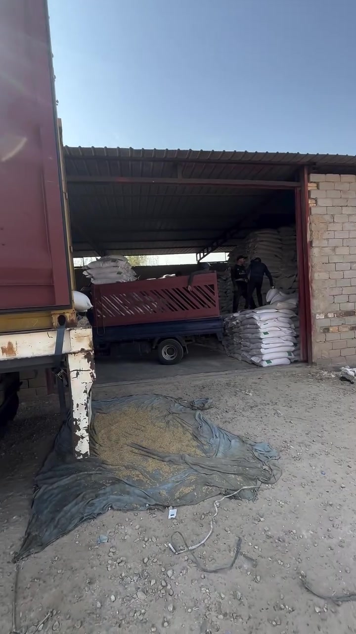شعير روسي • بذور درجة أولى • ٥٠ كغم