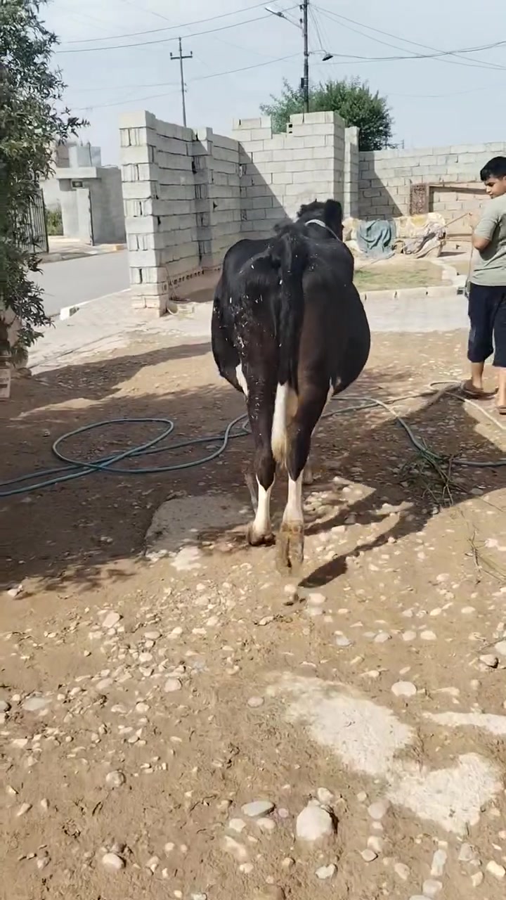 بقرة • حليب • ناحية الزاب