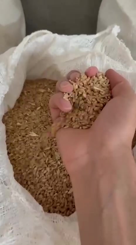 طن ونص • حنطة • شرط الخبز