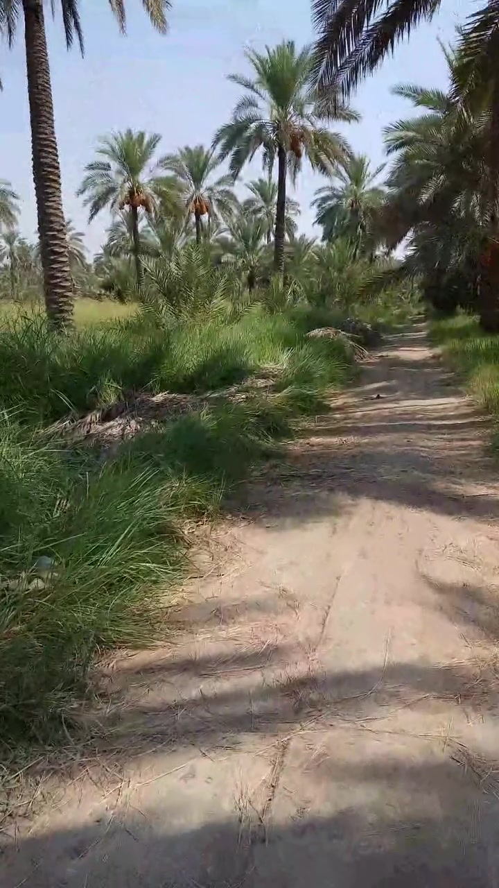 السلام عليكم اللي يريد سعف وكرب يجي يحمل مجانا مجانا ***********
