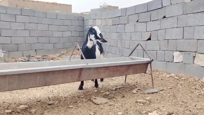 جذعة • سمينه • الانبار حديثه
