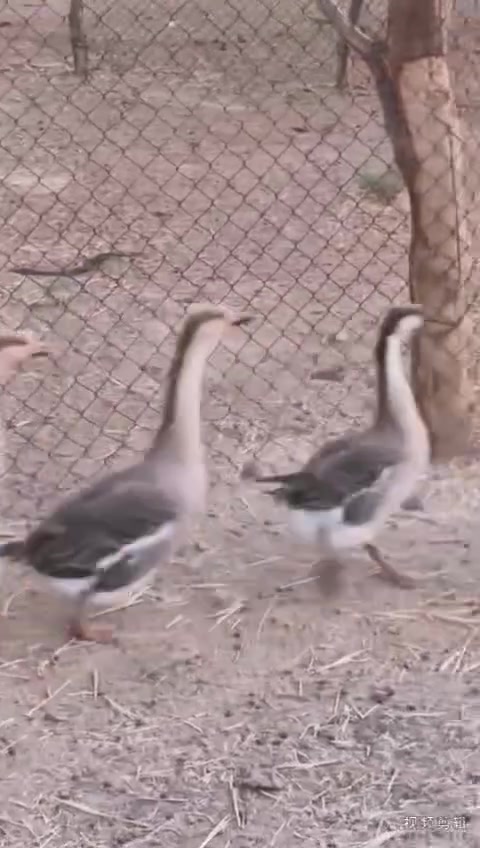 بطوط مالح • بطوط عادي • القرنه الشافي