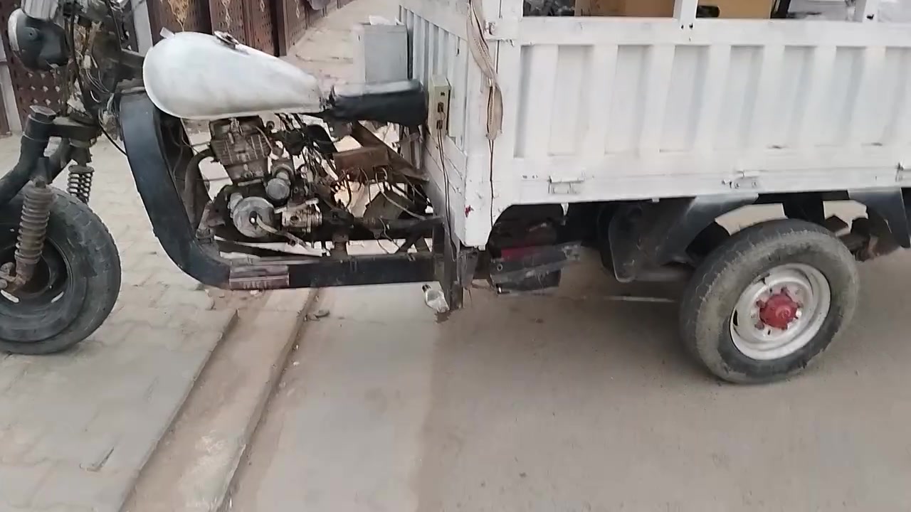 ستوت • بدون أوراق • الحسنية مال الرشدية
