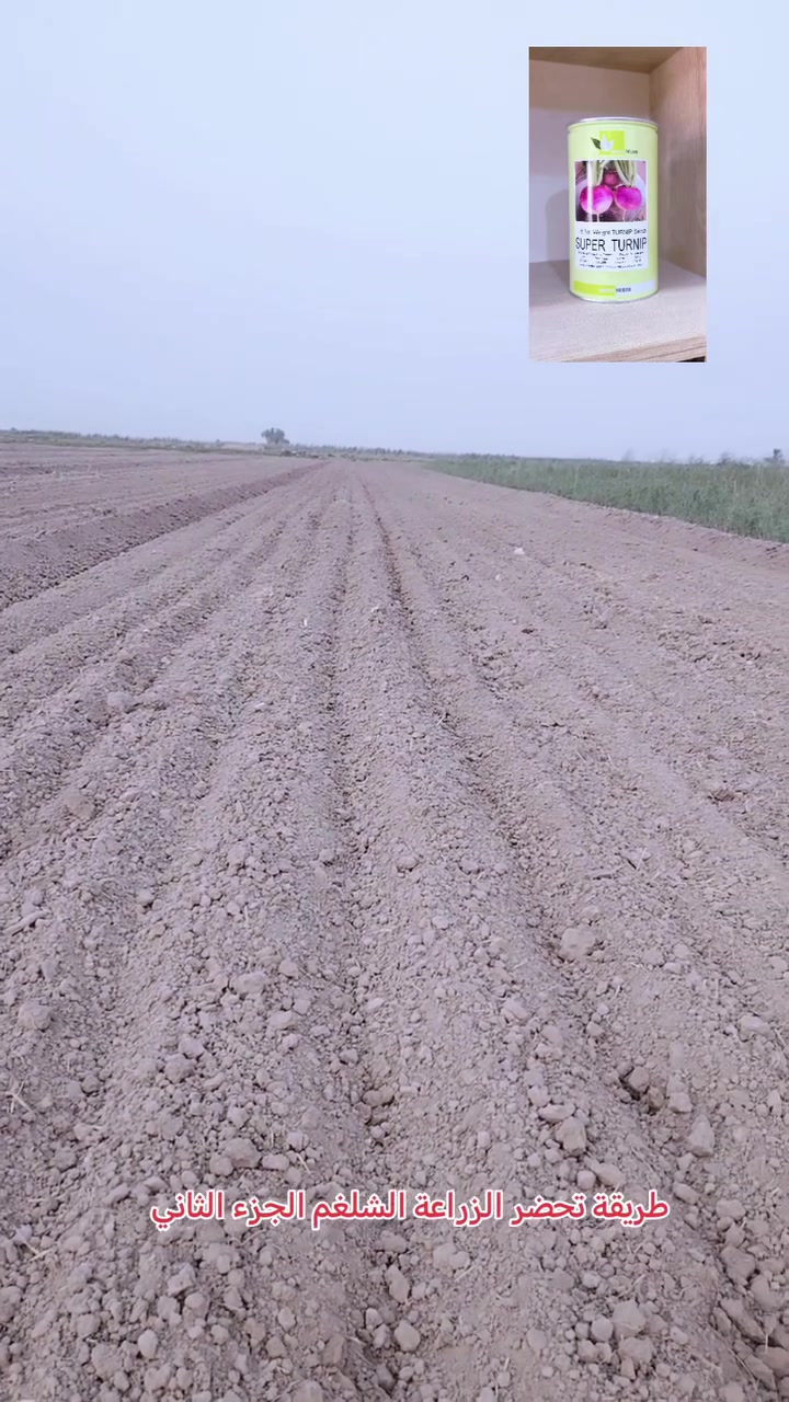 المثل… يكول…. لو طلع اب ودع الحبة التراب…. تبدا زراعة الشلغم من يوم 12.. 9… .صعودا..... اما البتيتا.. تبدا من 15.  9… .لغاية بداية شهر العاشر… زراعة البصل يزرع مرتين بالسنة.. يبدا من الان البصل الحلو.. وكذلك الخوين الحار… اما الفسقة الحار… تبدا زراعتة اواخر شهر 11..بداية شهر 12
المهم شتحتاجون من هاي الزراعه خابروني واجهزكم ***********
@إشارة
***********
واتساب او اثير 
***********
المثل… يكول…. لو طلع اب ودع الحبة التراب…. تبدا زراعة الشلغم من يوم 12.. 9… .صعودا..... اما البتيتا.. تبدا من 15.  9… .لغاية بداية شهر العاشر… زراعة البصل يزرع مرتين بالسنة.. يبدا من الان البصل الحلو.. وكذلك الخوين الحار… اما الفسقة الحار… تبدا زراعتة اواخر شهر 11..بداية شهر 12
