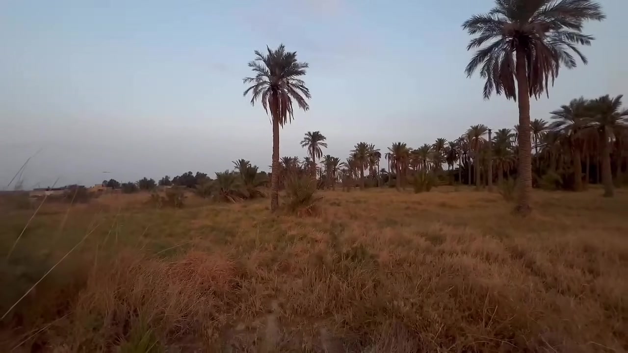 بستان • ١٠ دوانم • سديناويه عشط