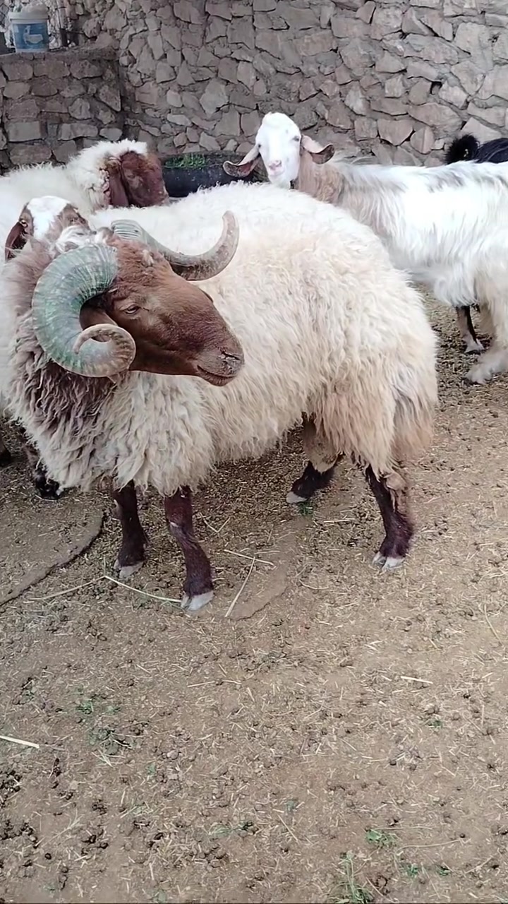 ثني • فحولية مضمونة • ٤ سنين