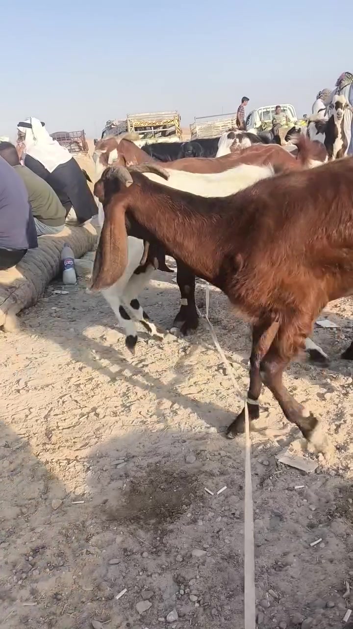 بسم الله وصلاه ع نبي محمد وآل محمد 🌺
متاح فحل افغاني درجه اولئ شرط الفحوليه انطي بيه شرط من حلالي سوم  بل افيدك  وصل  ٣٢٥
وحيل بعيد سومته  يطلع بل ٢٠ كيلوو  فحل شكيته توم فحل رقم واحد ع كل عيب
مكاني حديثه شيخ حديد يوجد توصيل حسب الاتفاق لشراي يتصل ويدلل 
***********
