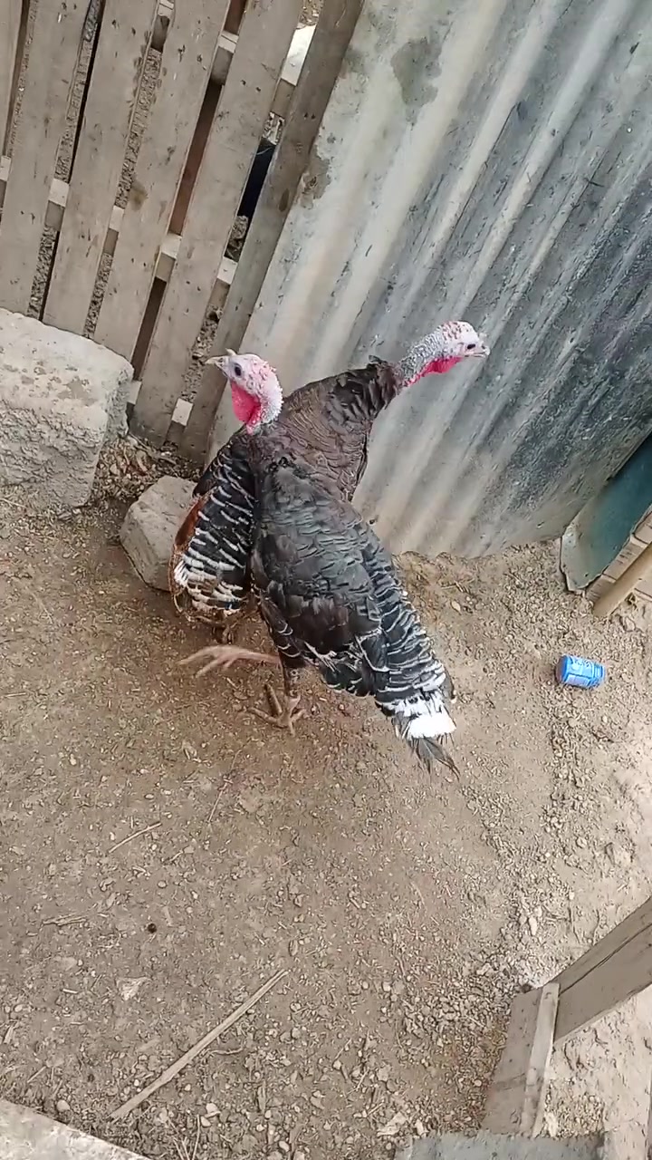 فسيفسات • بياضه