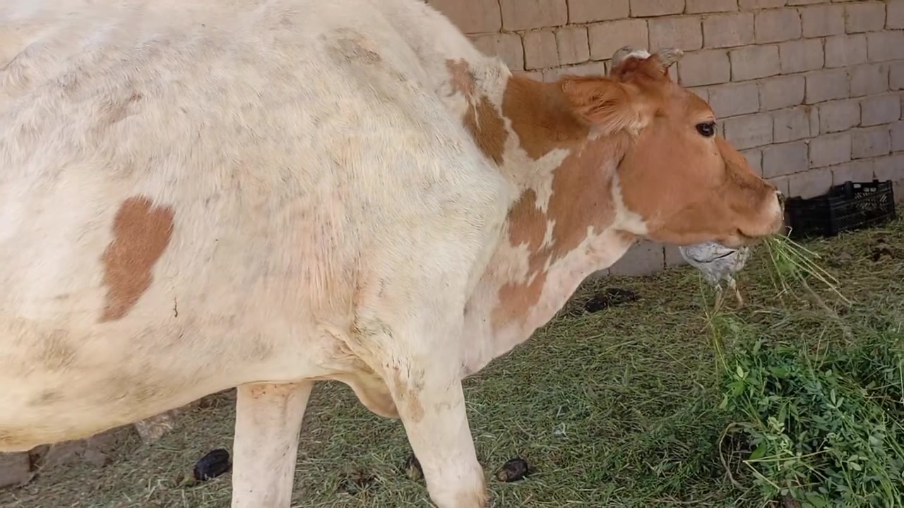 اللهم صل على محمد وال محمد هوايش عدد٢ عليهن عشار فحص دكتور متعهد كافت شروط جني بابل الشوملي سعر مناسب جداً الشراي ويوجد خدمت توصيل كل محافظات وحسب تفاق ***********
