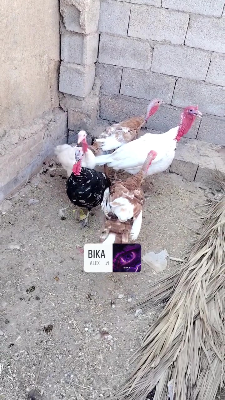 متاح فسيفس 3 اناثي وذكوره اثنين الذكوره واحد امريكي والثاني كندي والناثي وحدا امريكيه وكنديه وعاديه فسيفسات حلوات مالات جنيه ناصحات من كل عيب سرحيات مايطولن ويبيضن تفاصيل الطيور واضح من الفيديو التواصل خاص او عل الرقم ***********
