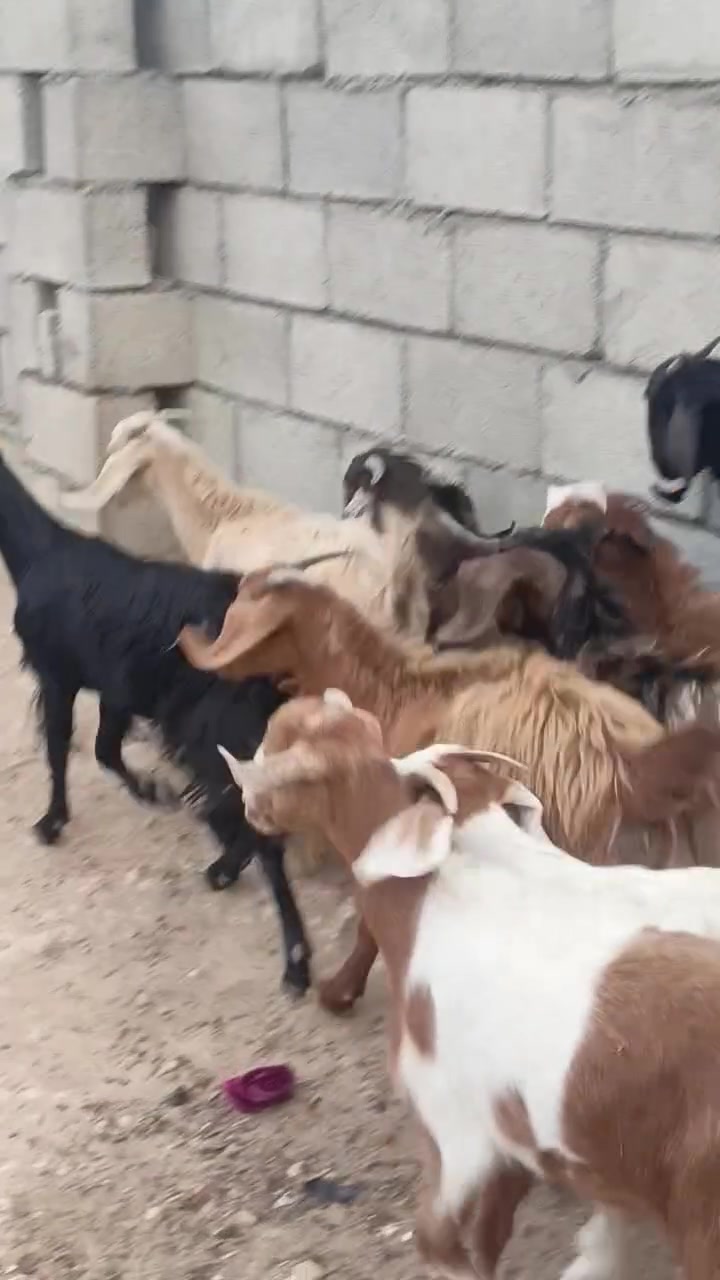 جذعات • عدد ١٥ • للبيع