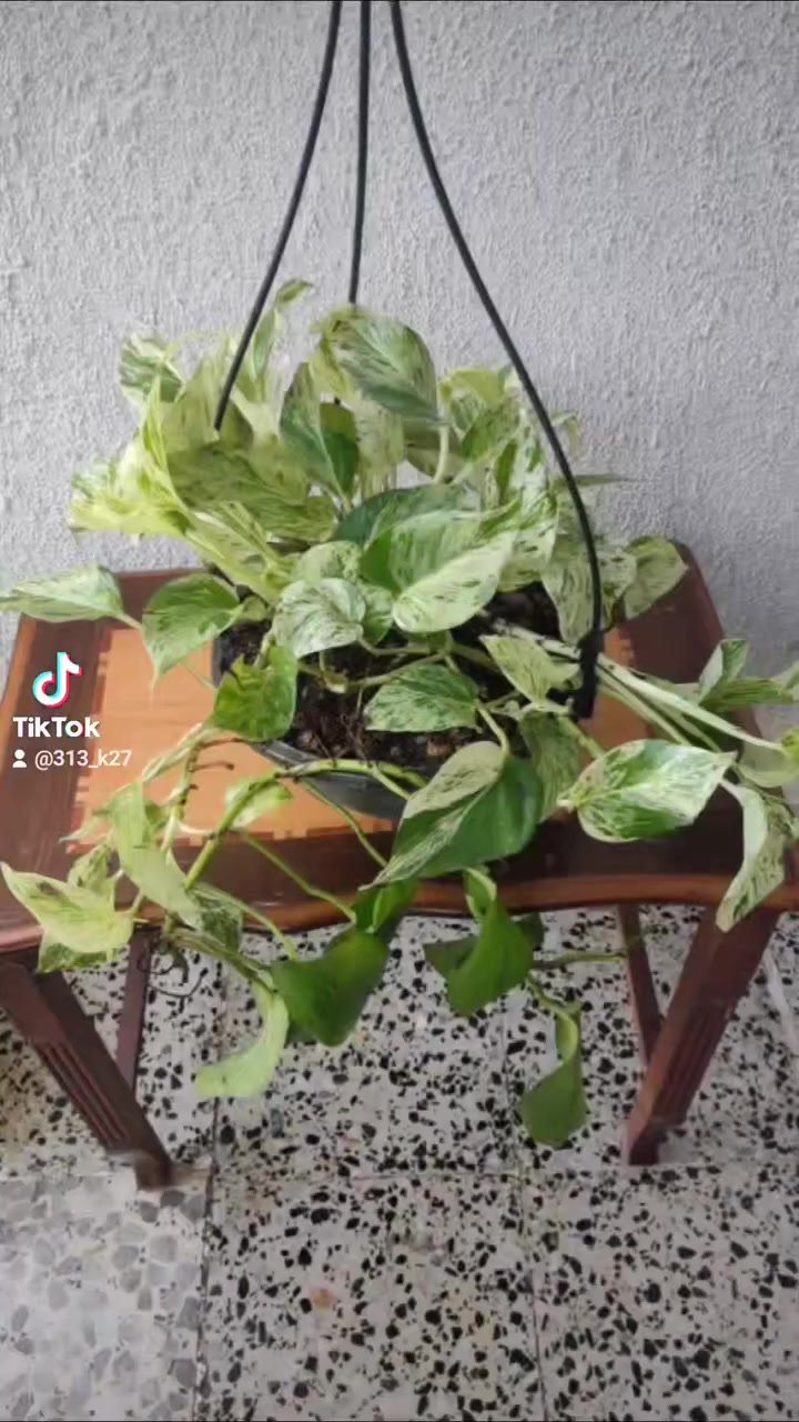 نباتات هولندية • الموصل • مونستيرا