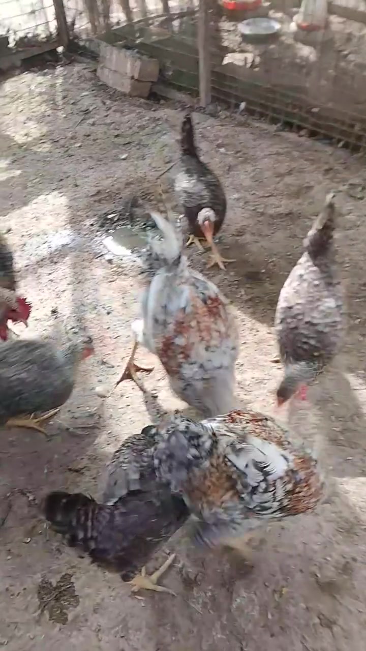 دجاج عرب • العدد ٩ • السده