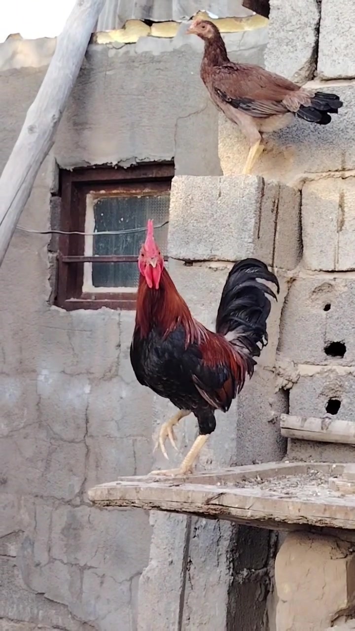 ديوجه • عدد ٢ • النهروان