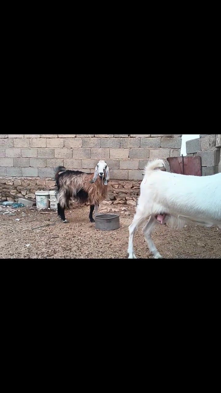 زوج معزة • امهات • خط أول