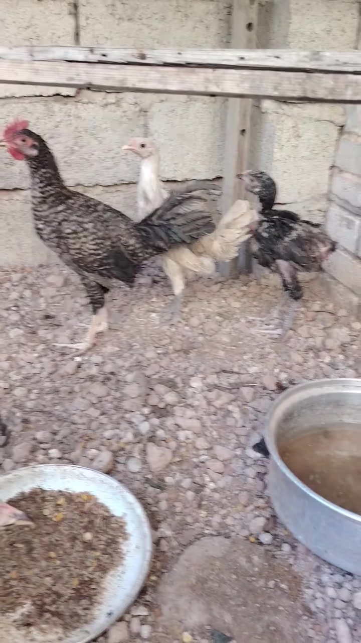 ف اريج • ٤-٥ أشهر • زوج
