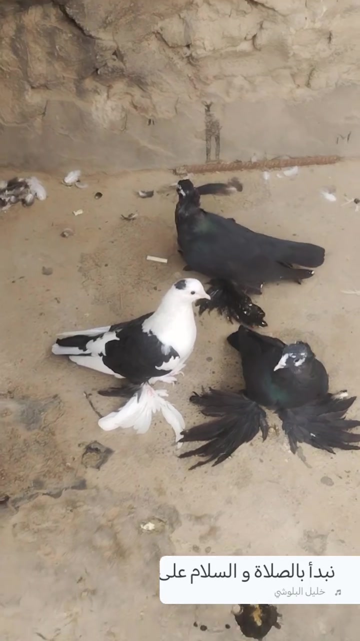 متاح • كمبليت • زوجين