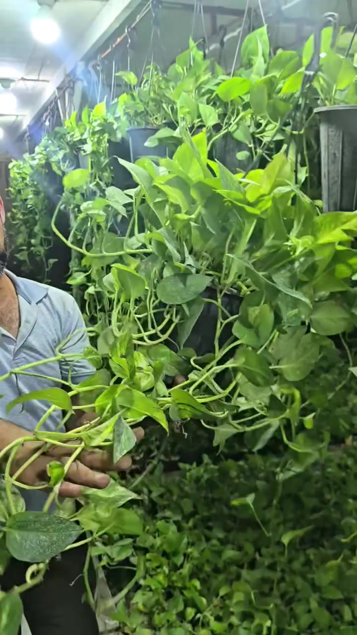 خصم 30 % 🔥🔥🔥
اقوى عرض لبلاب متدلي🍃🌿
العنوان: حلة حي الصحة شارع كورنيش
للتواصل ضرغام : ‏‪***********‬‏
https://maps.app.goo.gl/MrkK44hPhZ3qJYfC9

