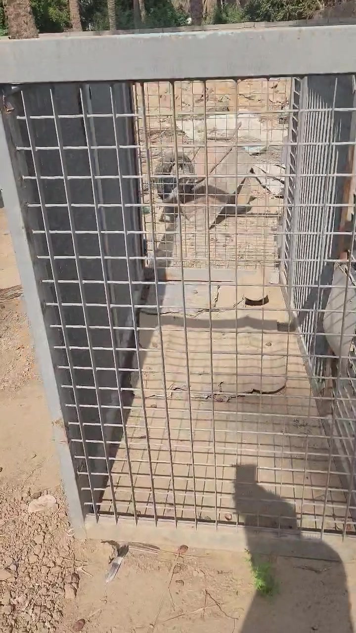 قفاص حديد • حي القادسية بغداد
