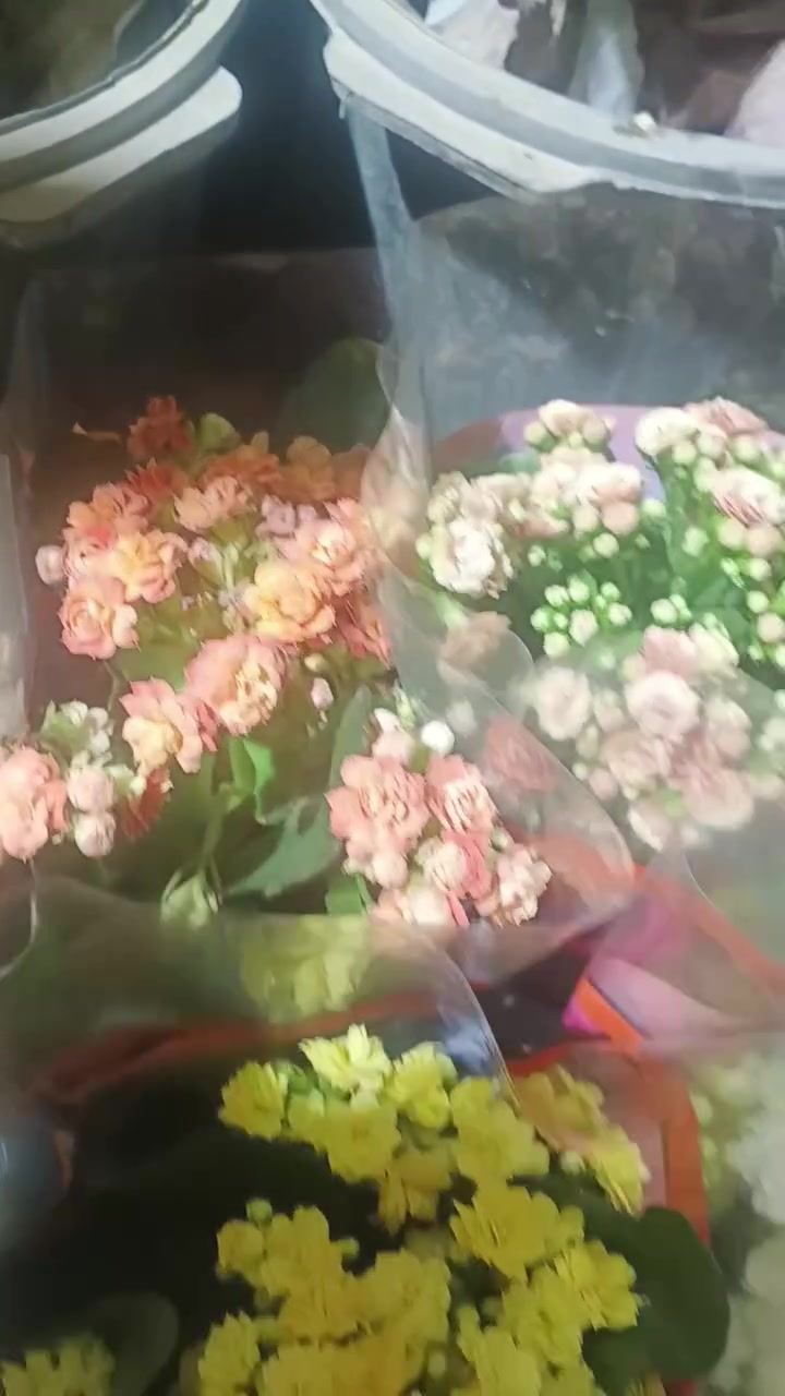 كلانشو هولندي • نبات زينة • بلاش