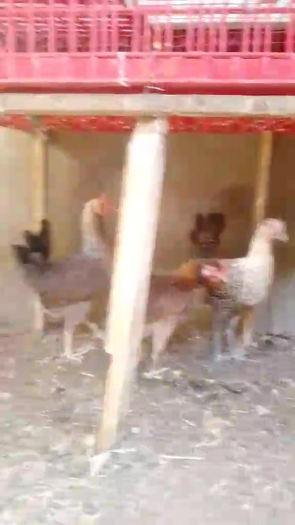 دجاج • ٢ برانگز • ٢ أكويتي