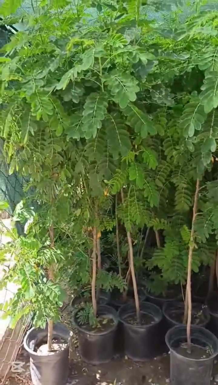 سڵاو رێز
داشکاندنی کاتی بۆ  ماوەی  1️⃣0️⃣رۆژ
ناونیشان شارۆچکەی سفەیە تەنیشت کۆگا و مارکێتی ماجد
***********
***********
***********
***********
