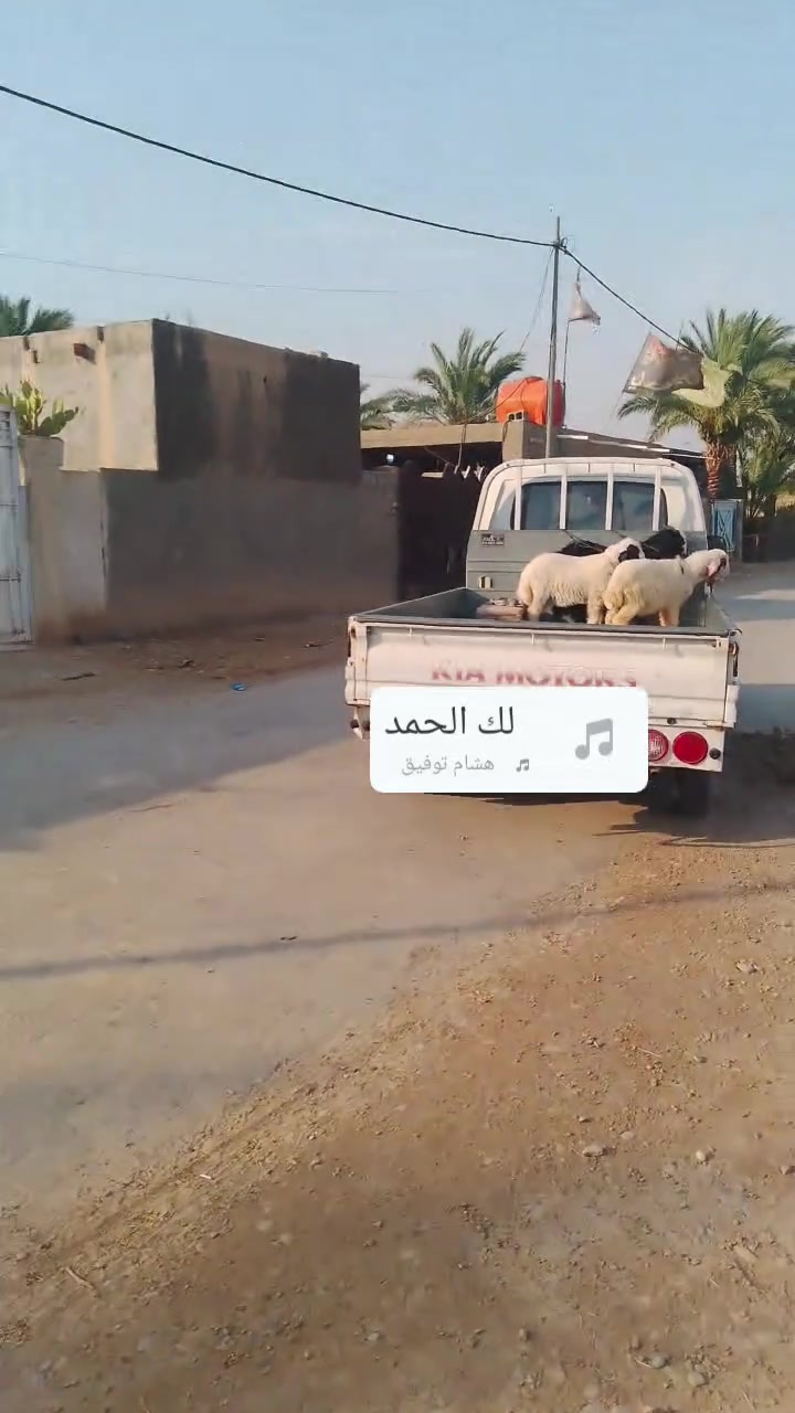 شايفين كل الخير بحق الحسين اخوان اي واحد يريد طليان صخول مال رباط يخابرني ويدلل مكان قريه 10يخابرني ويدلل***********البهادلي بنسب السعار
