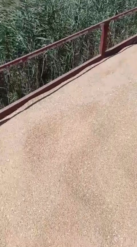حنطه • بذور بنت المغلف • الحويجه
