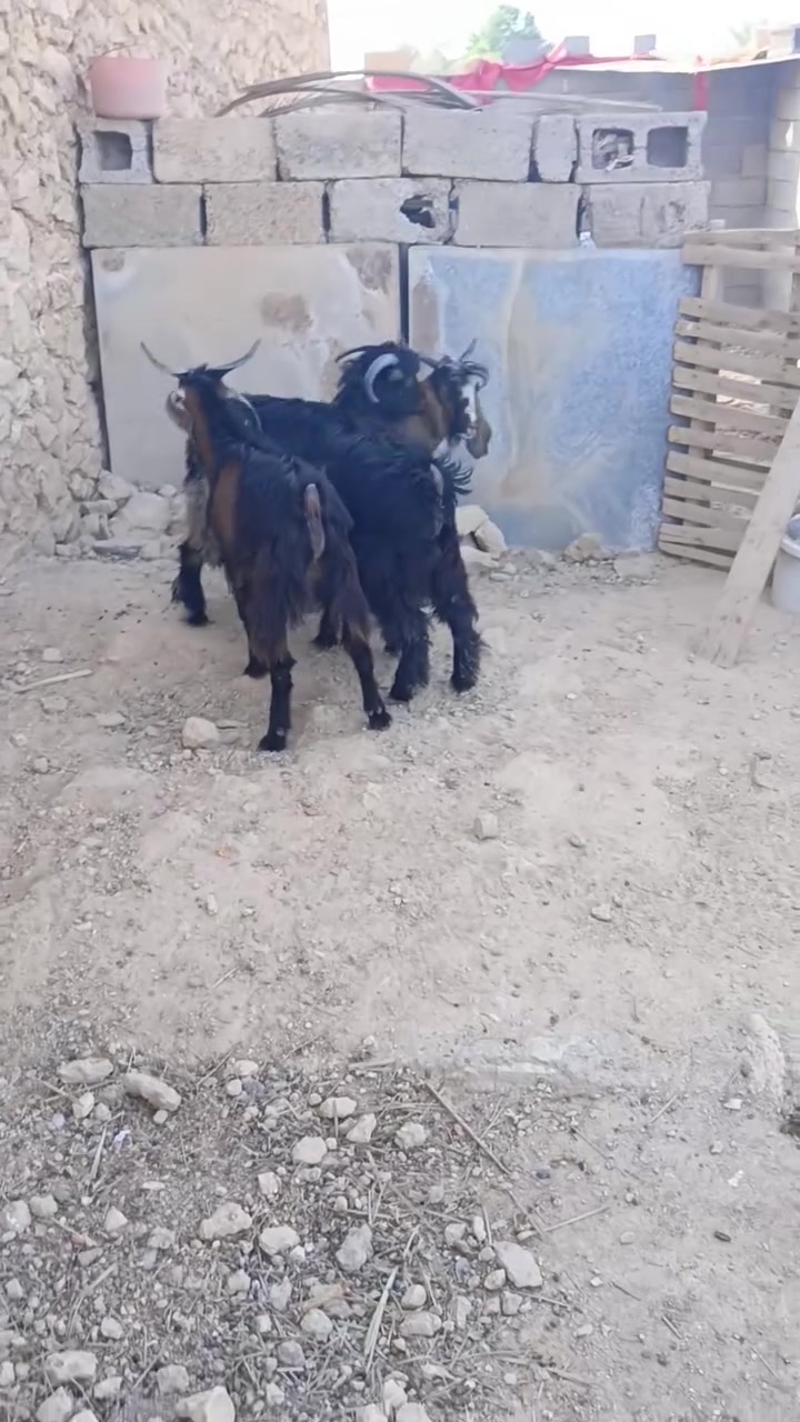 حلال • نضيف • خشنات