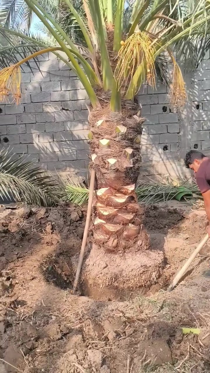 السلام عليكم كل اخوتنه وناسنه لطيبين تتوفر امايات برحي هاي الأحجام عنواني بصره ابو لخصيب ***********
