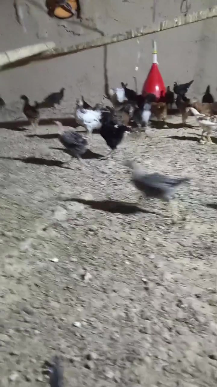 دجاج عرب أصلي • بلدروز قبلية • زوج