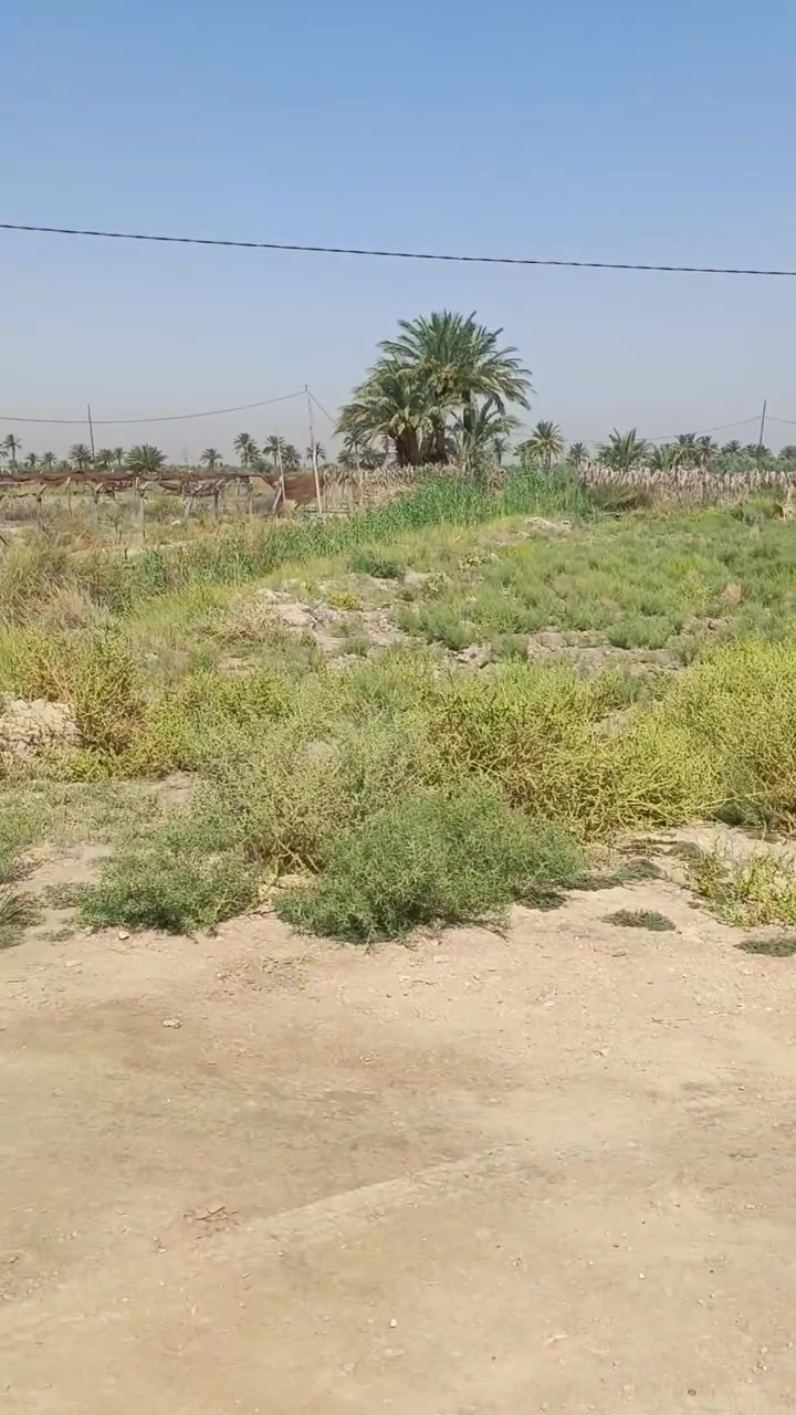 🌿 للبيع دونم أرض مميز في كربلاء – شط الله 🌿  
📍 الموقع: شارع المعمل قرب مضخة المياه شارع البو سيد ناصر   يبعد عن الشارع طويريج كيلوين ويبعد عن الشارع العام 400 متر واجهه 50
🧾 سند رسمي "25 قرار محكمة"  
🚿 خدمات كاملة: ماء، كهرباء، تبليط قابل للتنفيذ  
🏡 صالح للسكن والزراعة، وبالقرب نهر جاري مثالي للري والزراعة  
💰 السعر المطلوب: 80 مليون دينار عراقي – قابل للتفاوض

فرصة ممتازة للاستثمار أو السكن في موقع هادئ ومخدوم بالكامل  
📞 للتواصل: ***********
