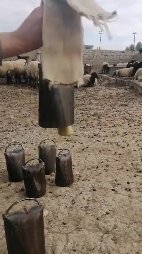 جراس حلبيات • حلبي أصلي • الموصل
