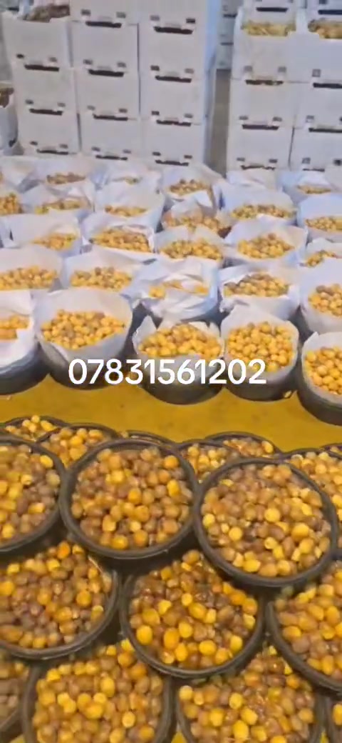 برحي بريم • اسعار جملة • السماوه