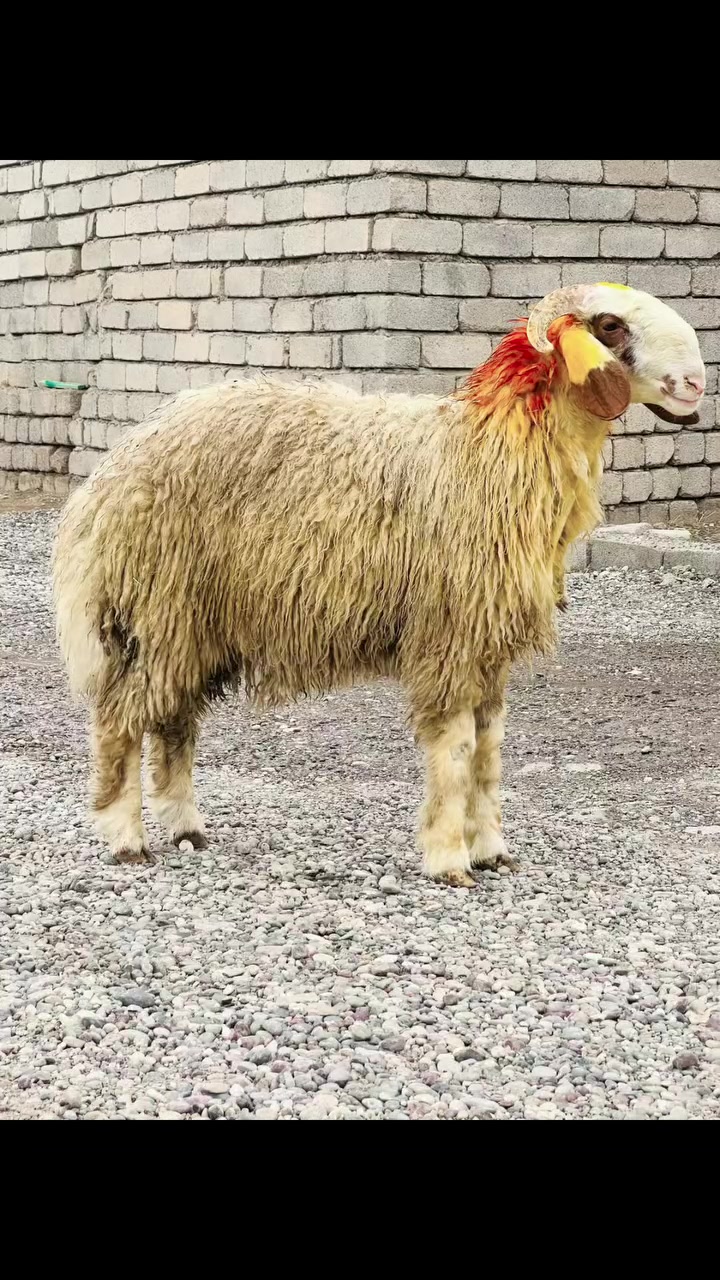 طلي شجري • درجة أولى • خط أول