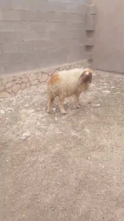 السلام عليكم
نعجه دوزه ركبتها سعرها ٢٢٥ قفل اي استفسار اتصل *********** البغدادي يوجد توصيل حسب الاتفاق
